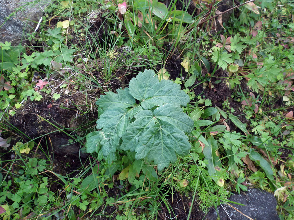 Image of Archangelica officinalis specimen.