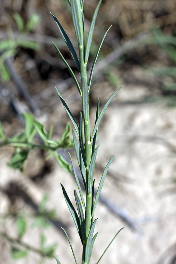 Image of Linaria popovii specimen.