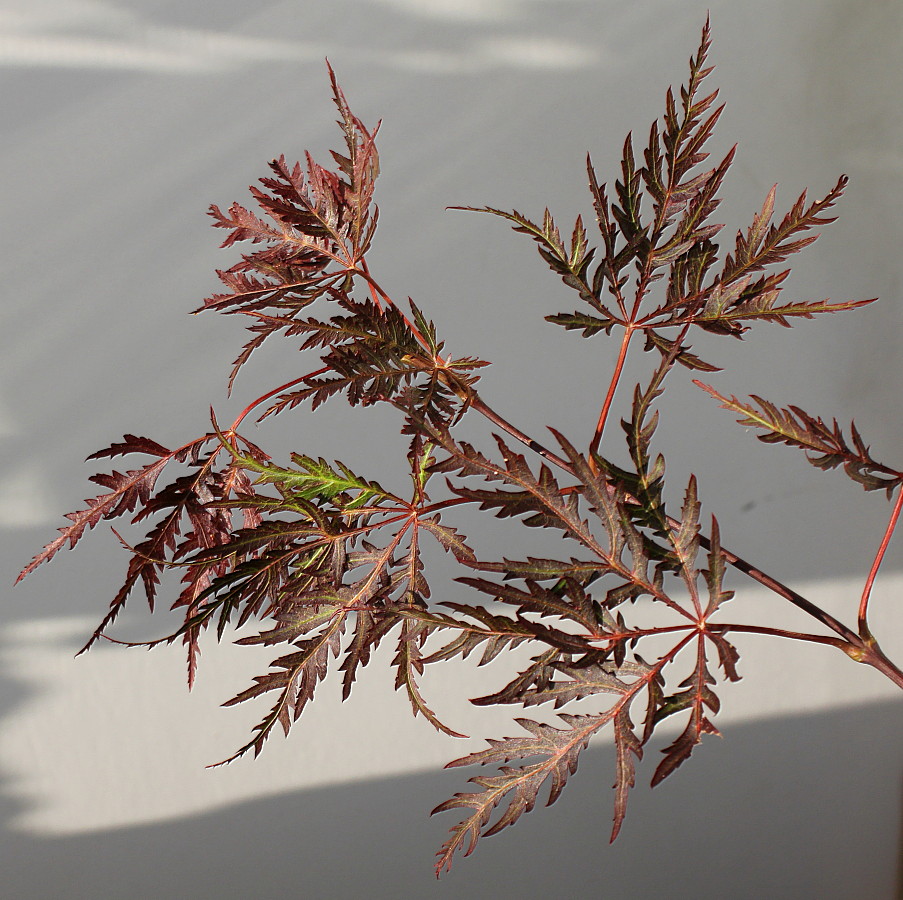 Изображение особи Acer palmatum.