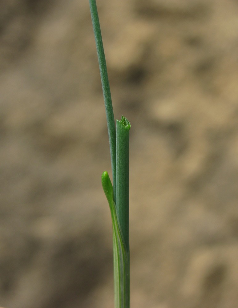 Image of Allium paniculatum specimen.