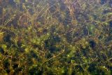 Hydrilla verticillata