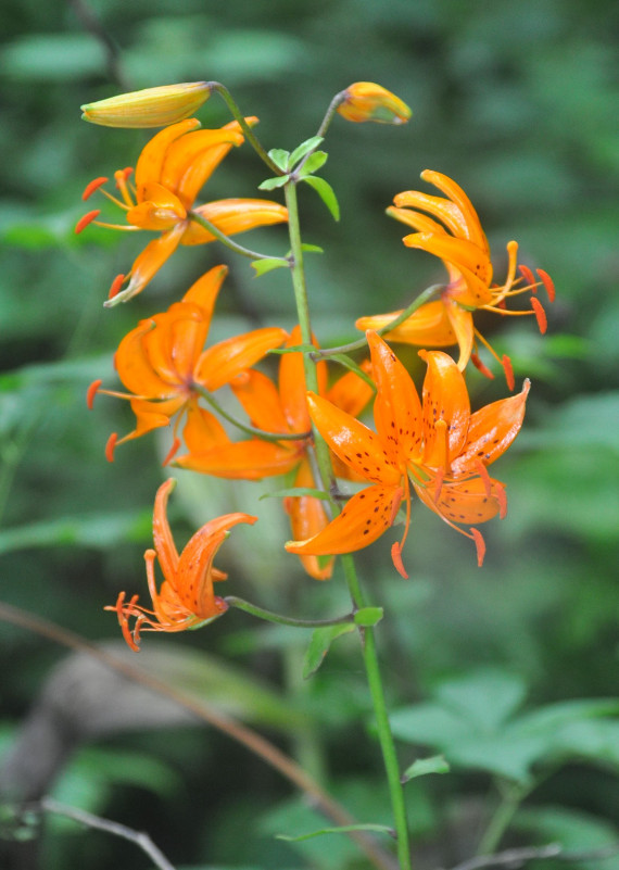 Image of Lilium distichum specimen.