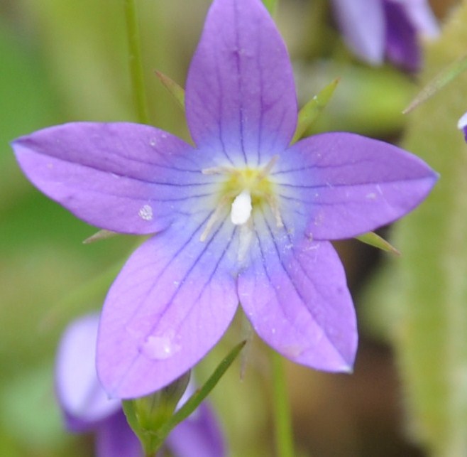 Изображение особи род Campanula.