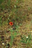 genus Papaver. Цветущее и плодоносящее растение. Украина, Запорожская обл., окр. Мелитополя, песчаный холм. 17.05.2012.