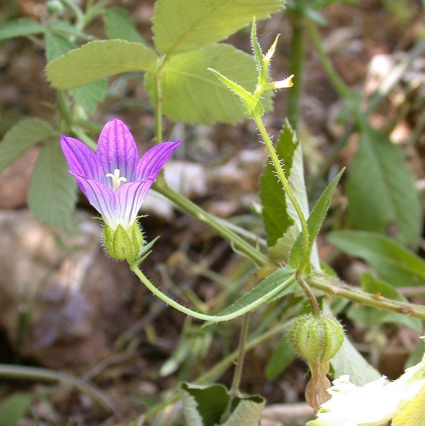 Image of Campanula strigosa specimen.