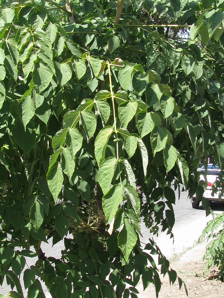 Image of Aralia elata specimen.