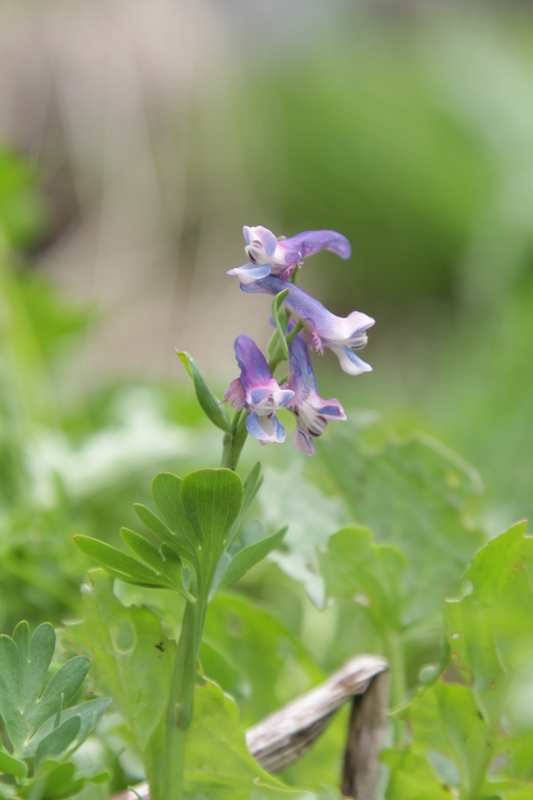 Image of Corydalis conorhiza specimen.