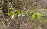 Salix euxina. Прошлогодняя веточка с молодыми побегами. Украина, г. Запорожье, район Гребного канала и оз. Кушугум. 20.04.2013.