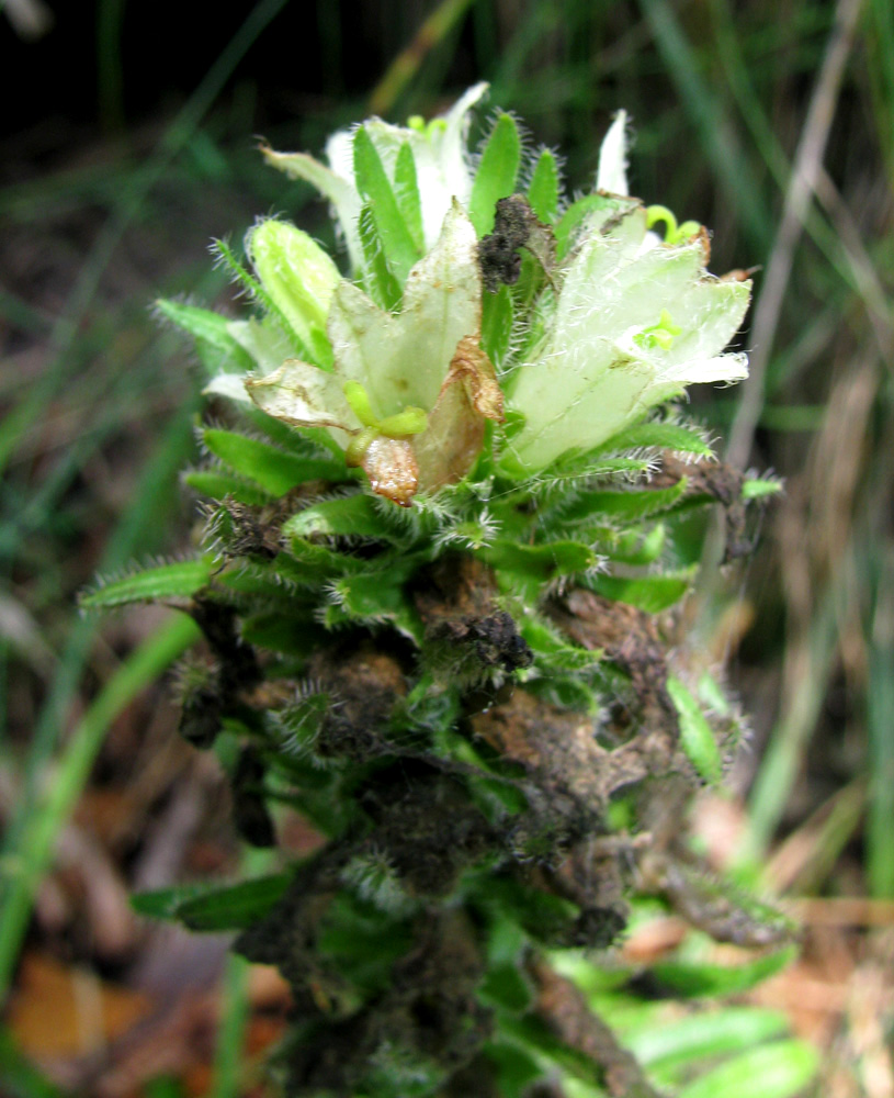 Image of Campanula thyrsoides var. carniolica specimen.