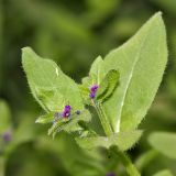 Asperugo procumbens