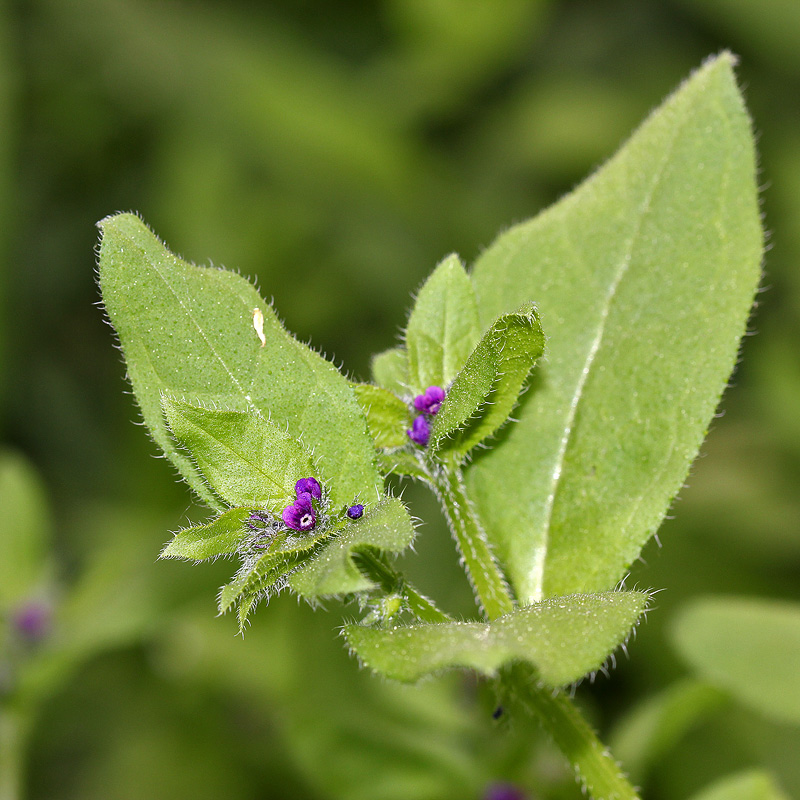 Image of Asperugo procumbens specimen.