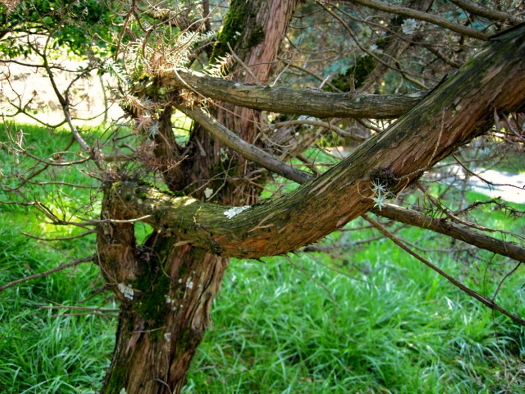 Изображение особи Juniperus cedrus.