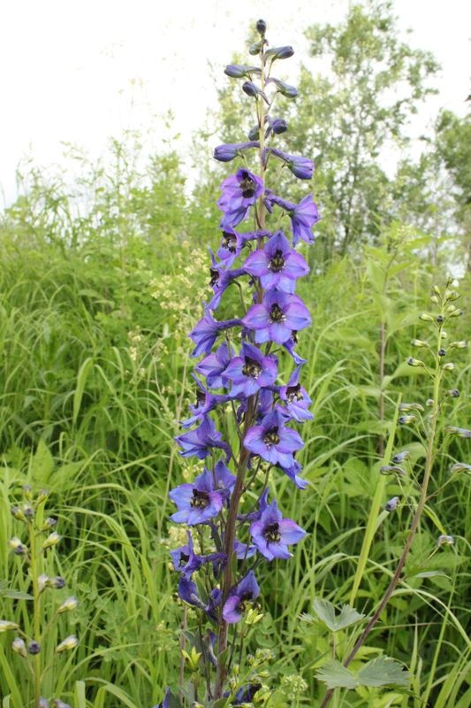 Image of Delphinium korshinskyanum specimen.