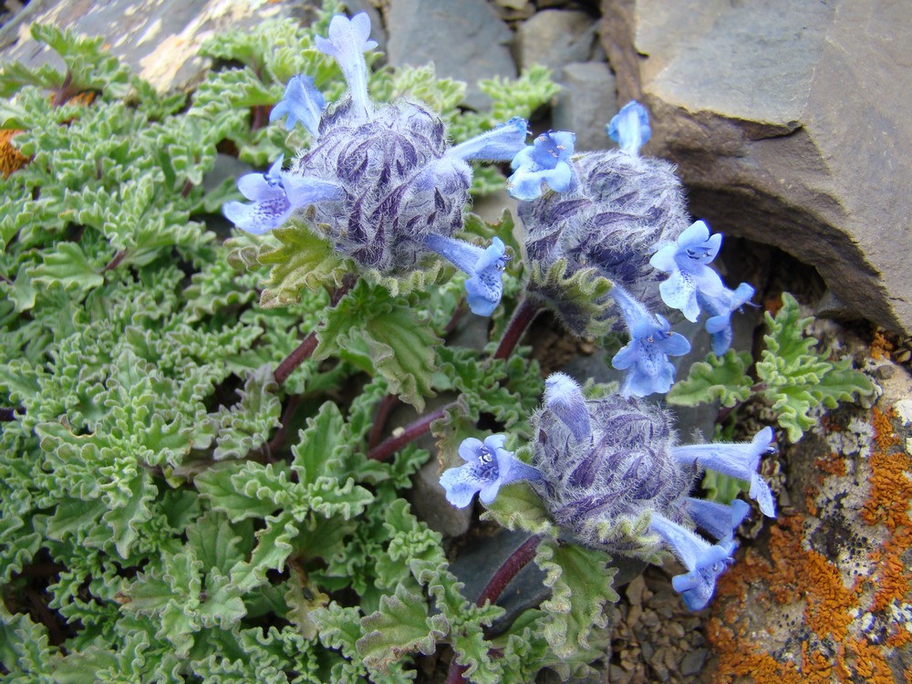 Image of Nepeta lipskyi specimen.