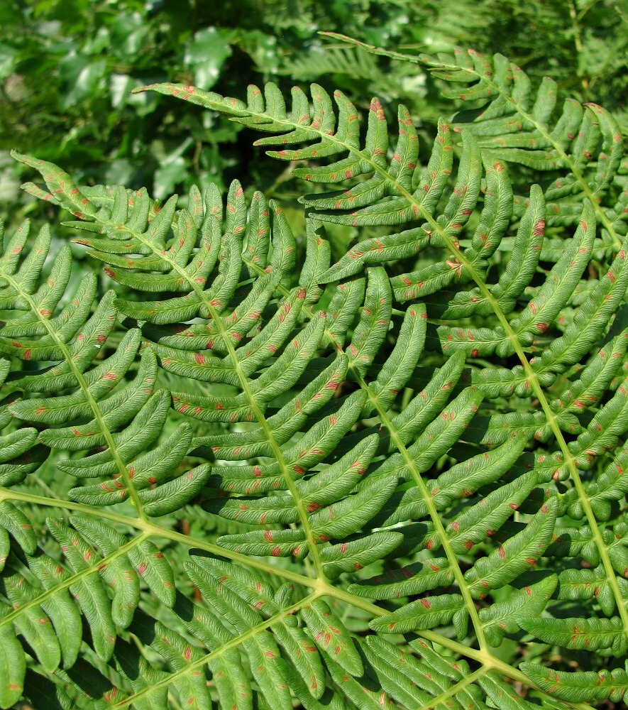 Image of Pteridium pinetorum specimen.