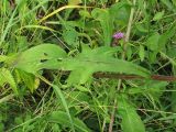 Centaurea nigrescens