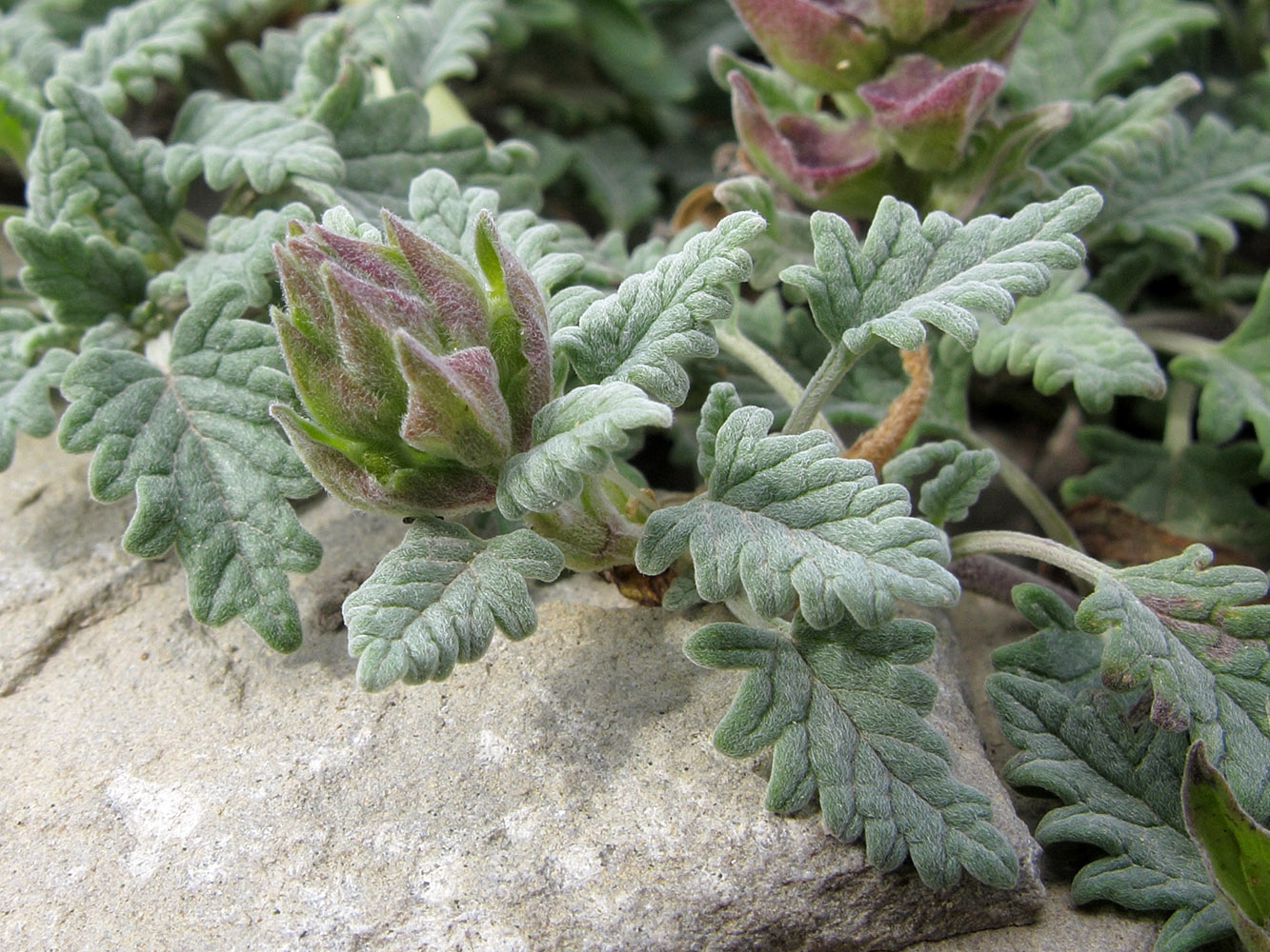 Image of Scutellaria novorossica specimen.