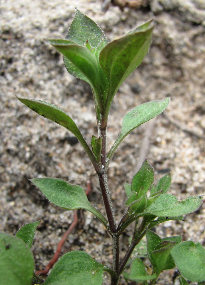 Image of Moehringia trinervia specimen.