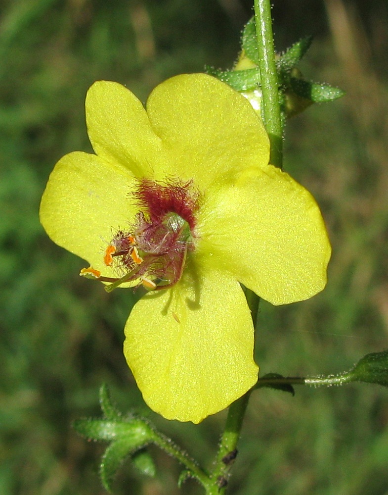 Image of Verbascum blattaria specimen.