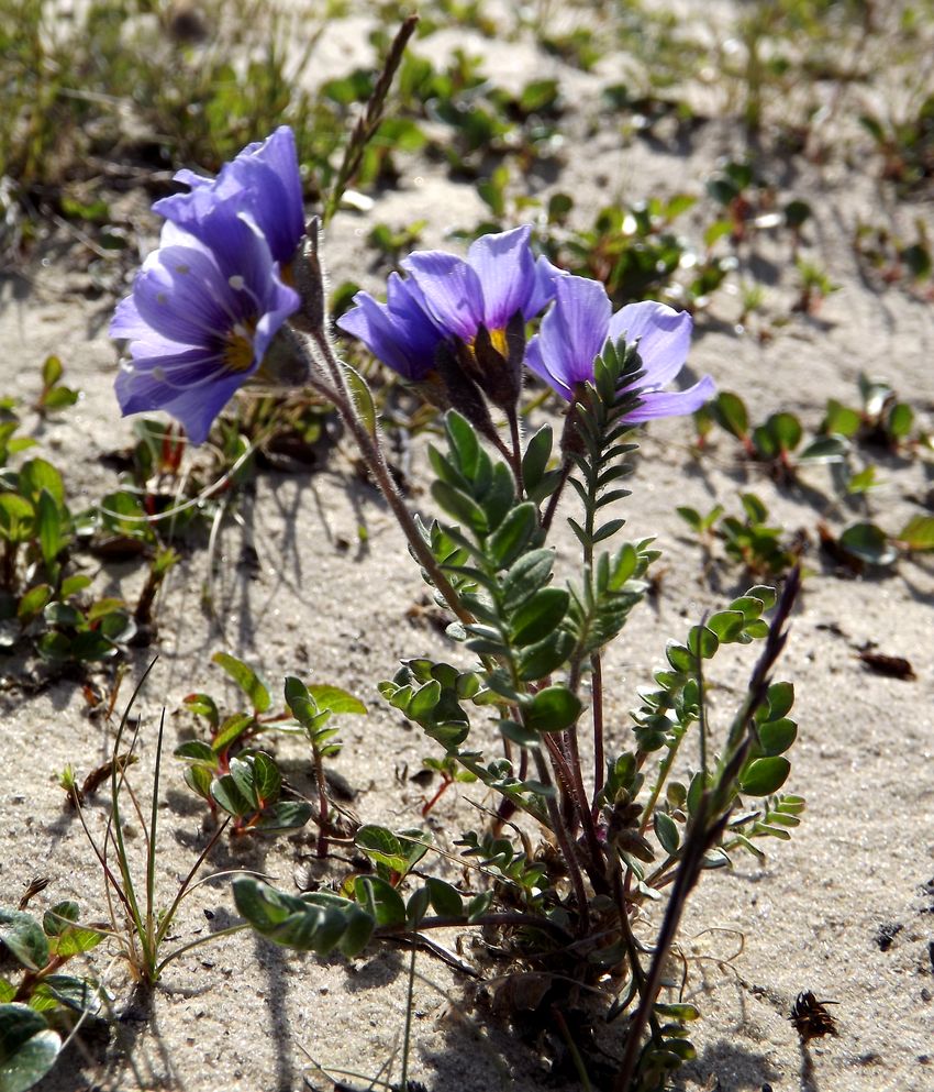 Image of Polemonium boreale specimen.