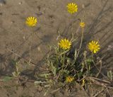 Crepis rhoeadifolia. Цветущее растение. Краснодарский край, Апшеронский р-н, окр. г. Апшеронск, пойма р. Пшеха, заиленный песчаный пляж. 09.08.2013.