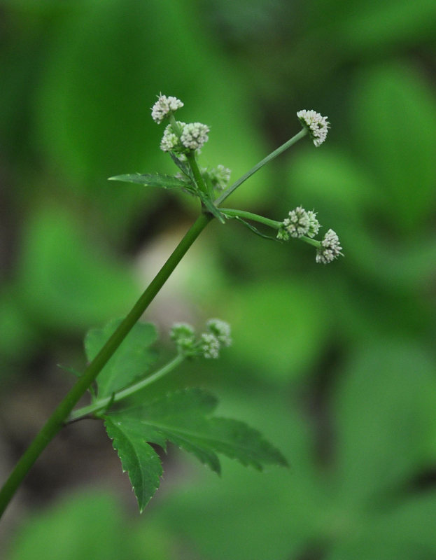 Image of Sanicula europaea specimen.