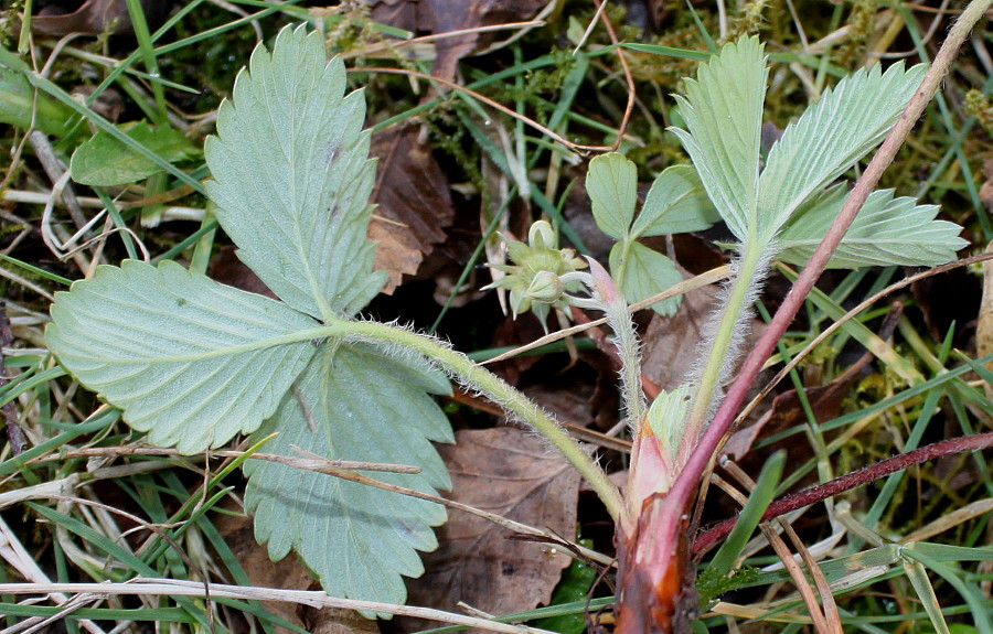 Изображение особи Fragaria chiloensis.