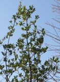 Viburnum sieboldii