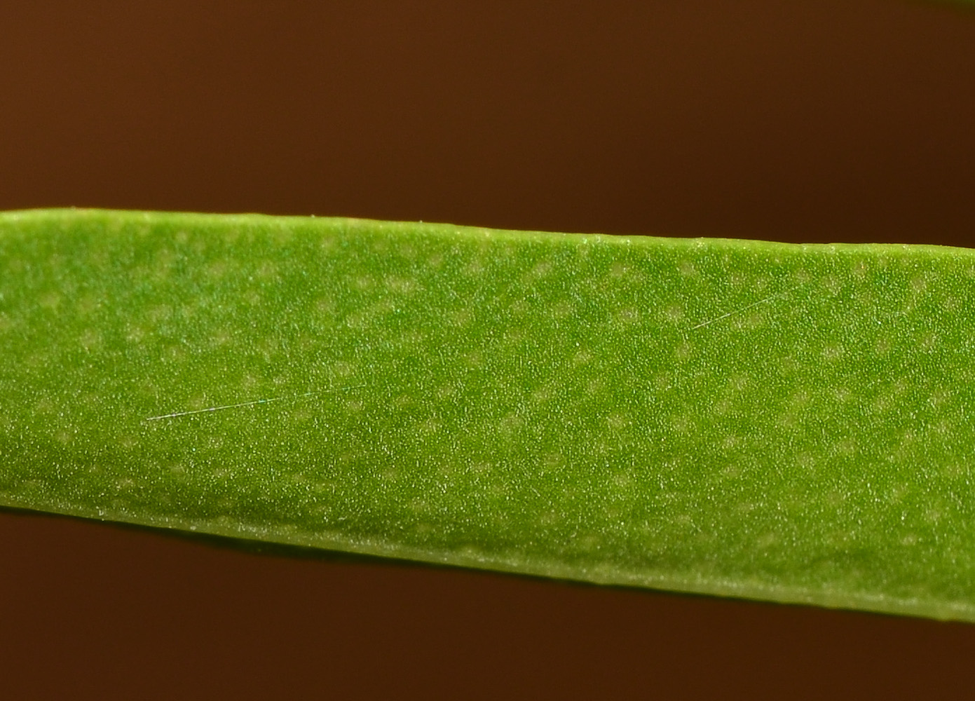 Image of Myoporum acuminatum specimen.