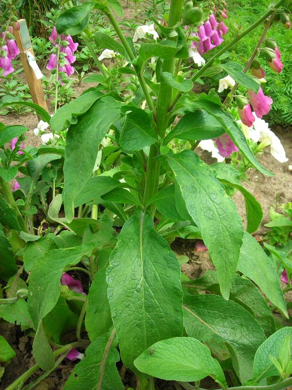 Изображение особи Digitalis purpurea.