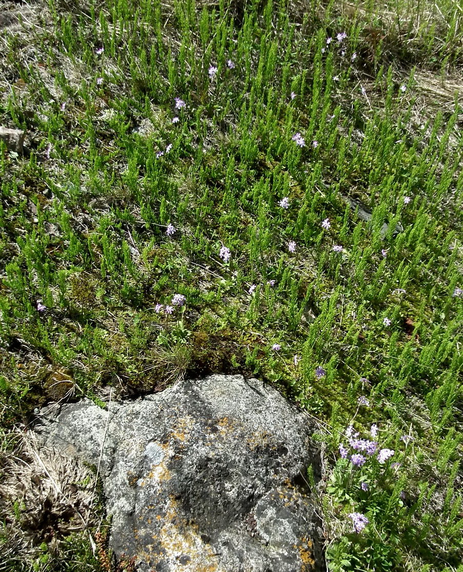 Image of Primula stricta specimen.