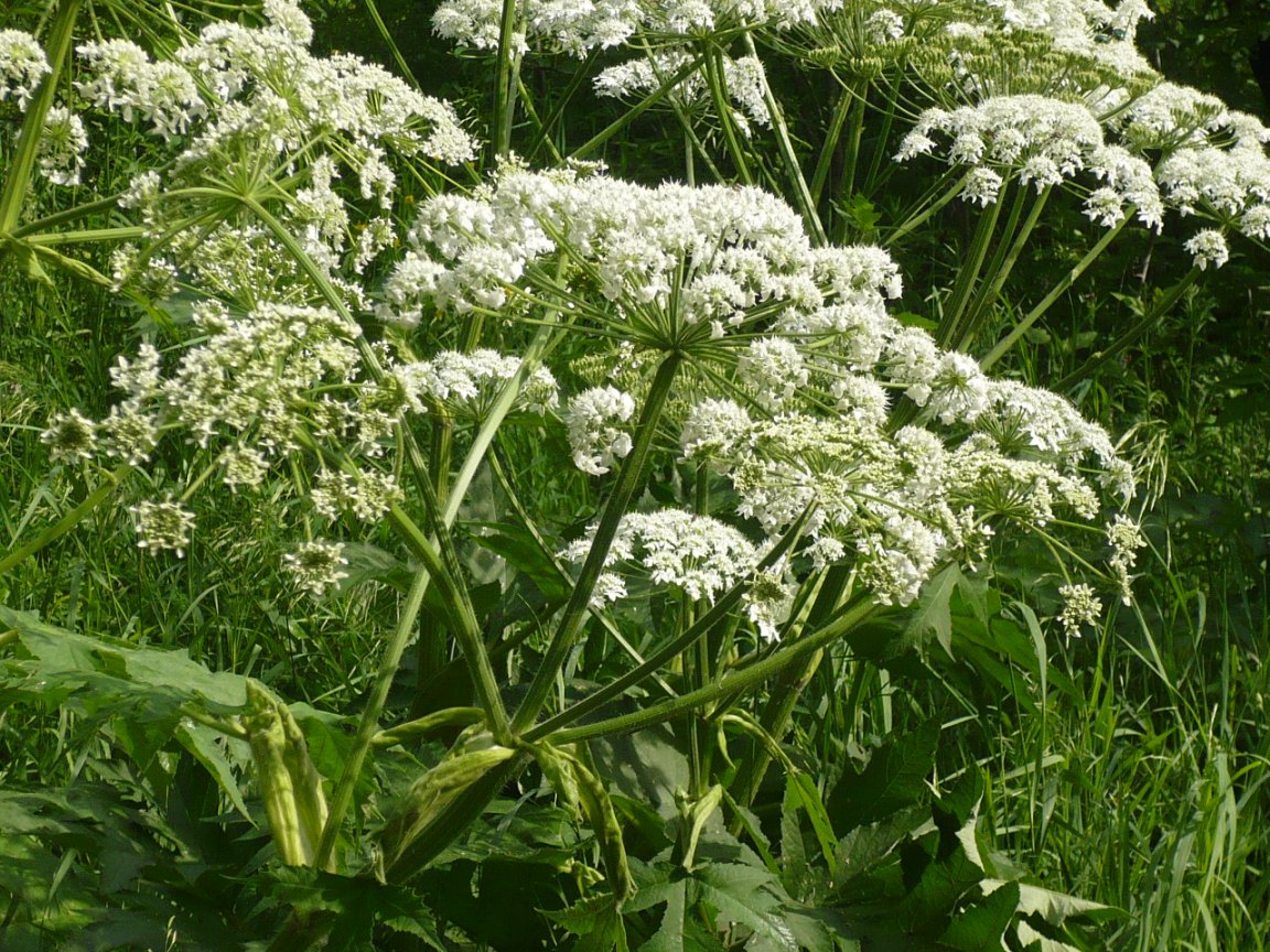 Image of Heracleum dissectum specimen.