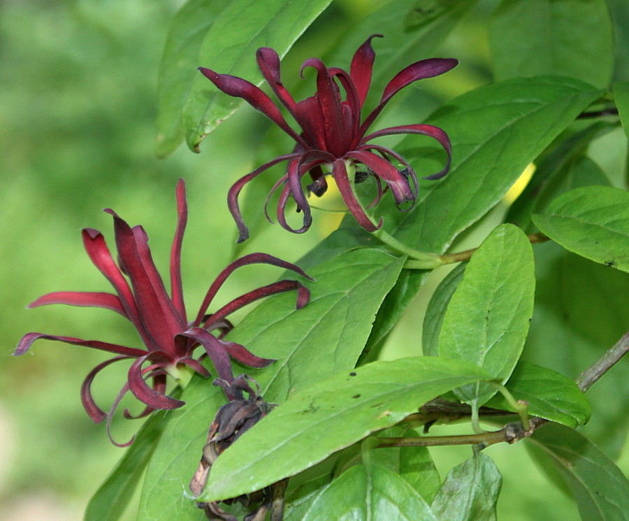 Image of Calycanthus occidentalis specimen.