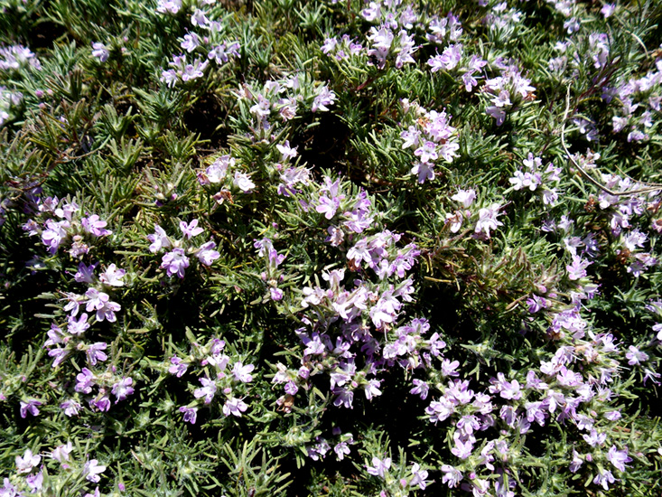 Image of Thymus helendzhicus specimen.