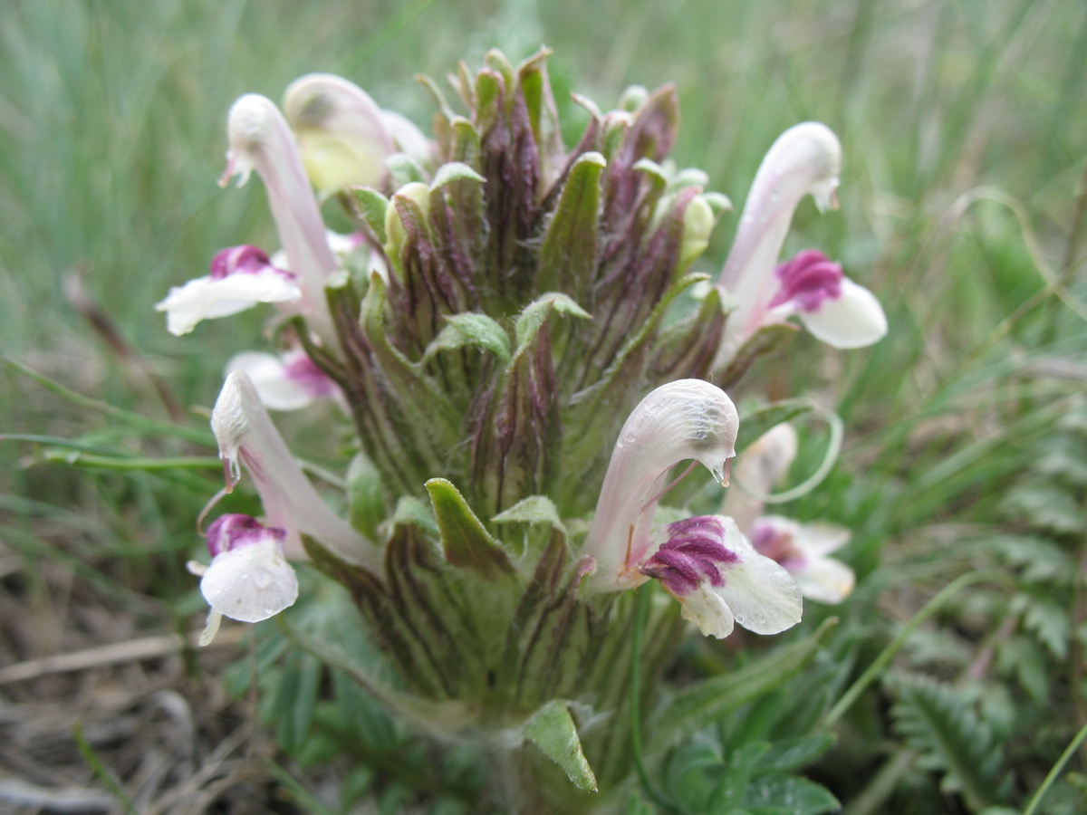 Изображение особи Pedicularis karatavica.