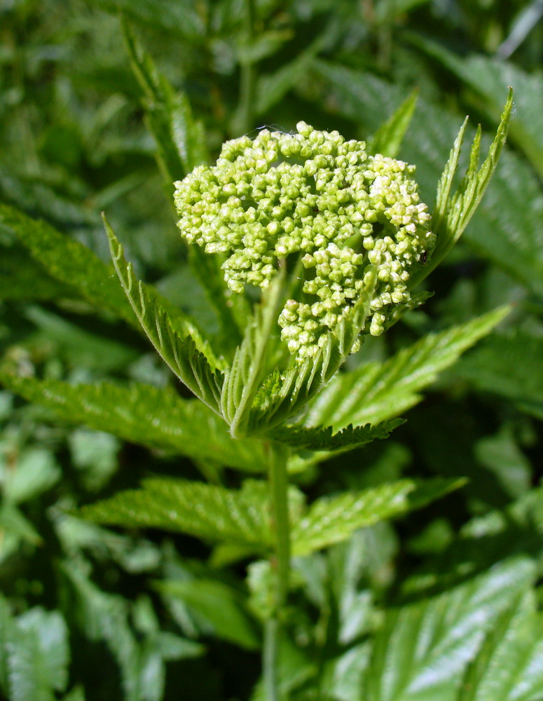 Image of Filipendula ulmaria specimen.