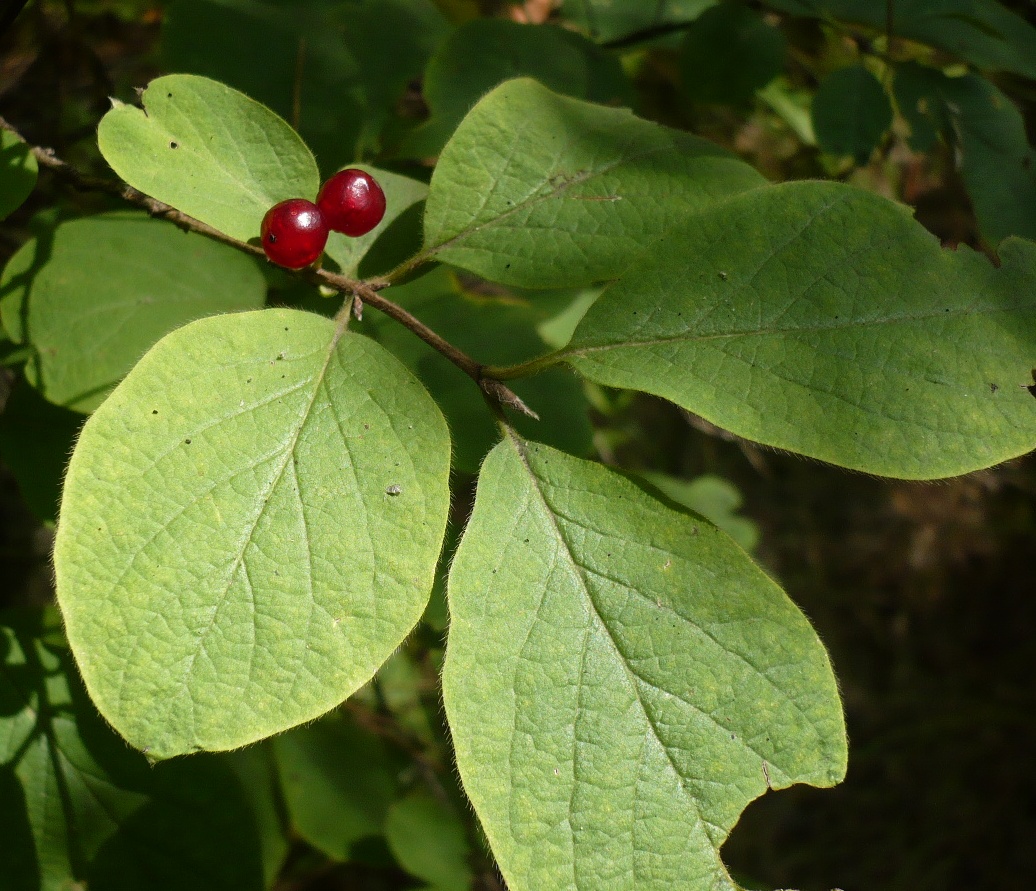 Image of Lonicera xylosteum specimen.