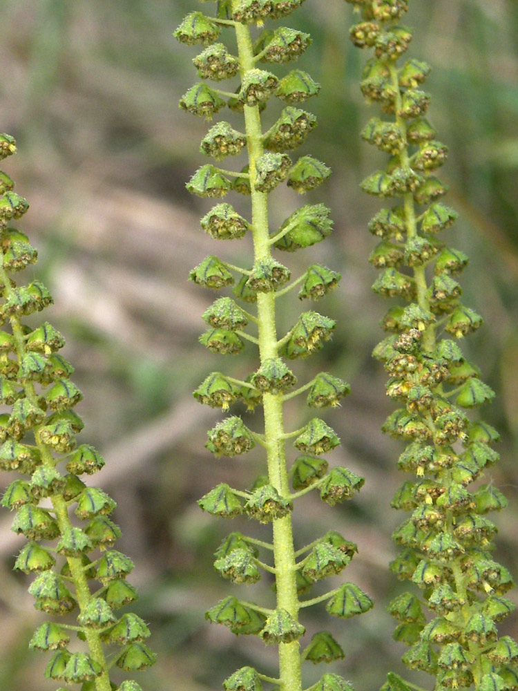 Image of Ambrosia trifida specimen.