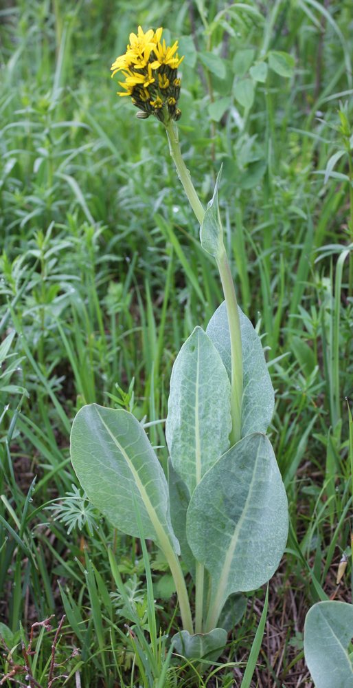 Image of Ligularia altaica specimen.