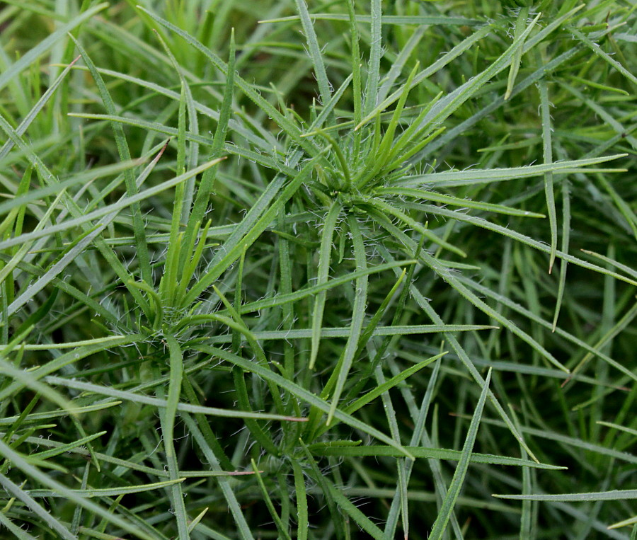 Image of Plantago arborescens specimen.