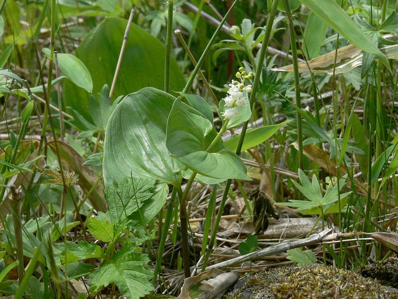 Image of Maianthemum dilatatum specimen.