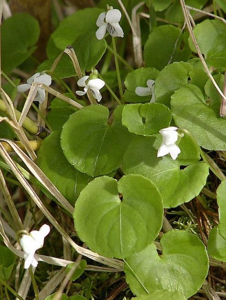 Image of Viola hultenii specimen.