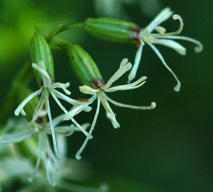 Image of Silene foliosa specimen.