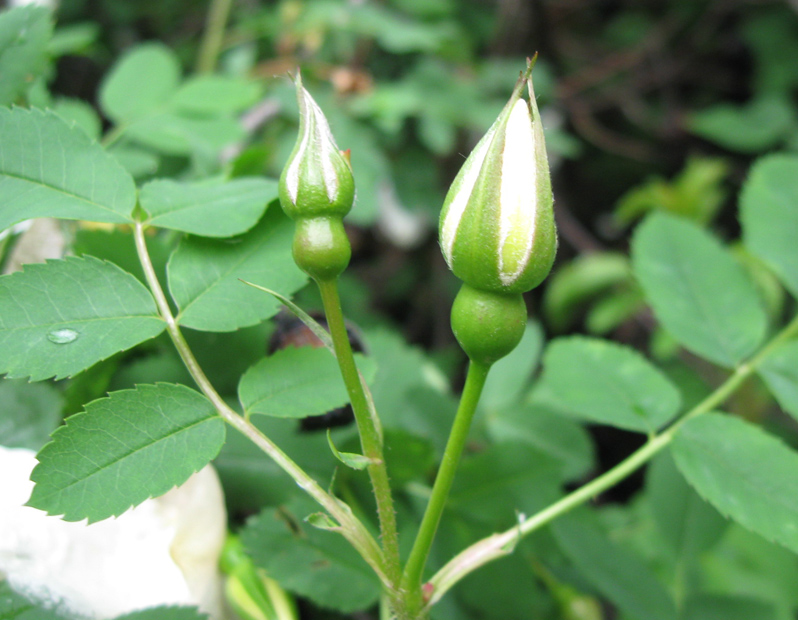 Image of Rosa spinosissima specimen.