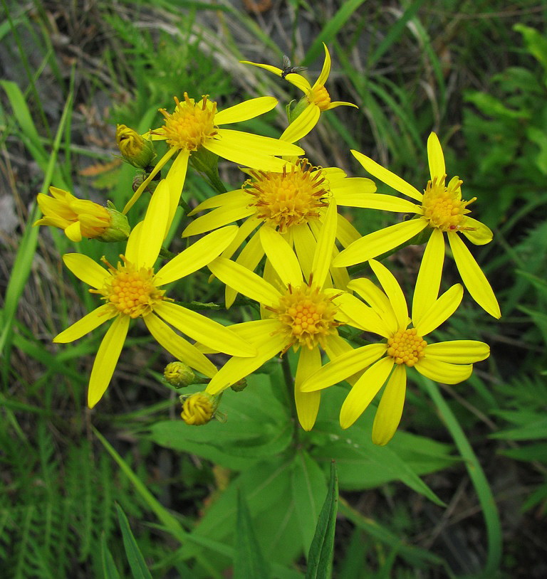 Image of Senecio nemorensis specimen.