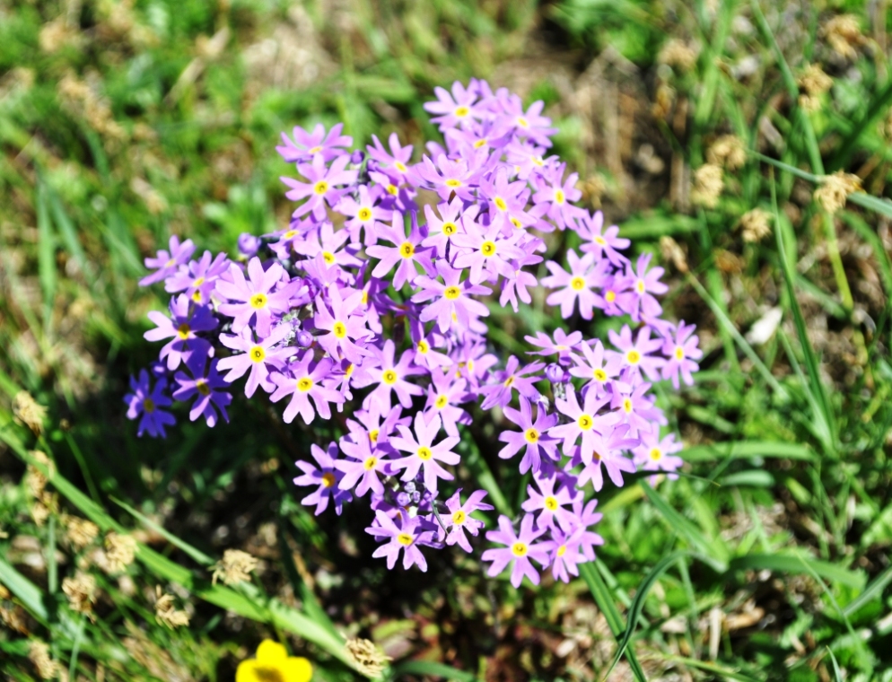 Image of Primula nutans specimen.