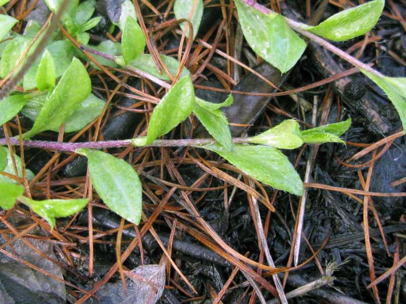 Image of Draba sibirica specimen.