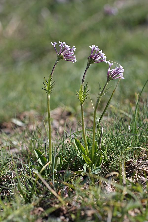 Изображение особи Valeriana chionophila.