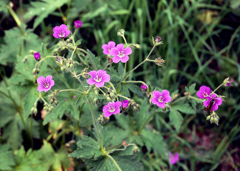 Image of Geranium sylvaticum specimen.