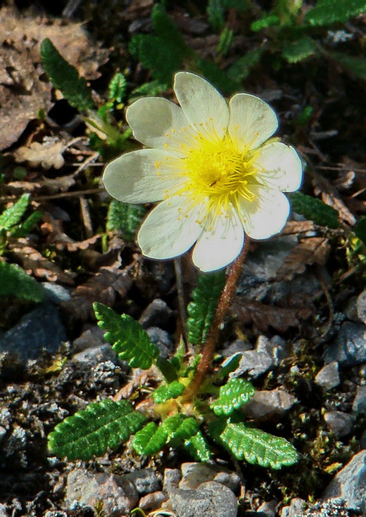 Изображение особи Dryas octopetala.